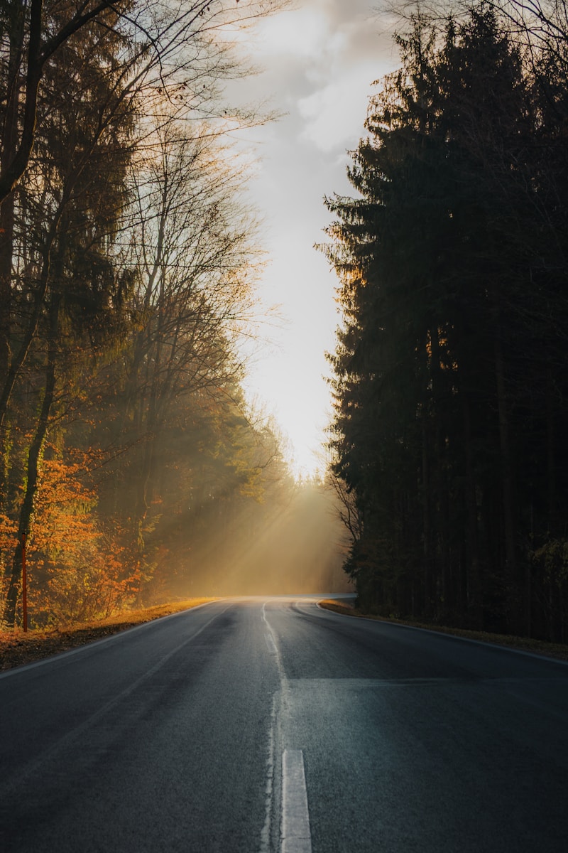 Sunlight streams through trees onto a forest road.