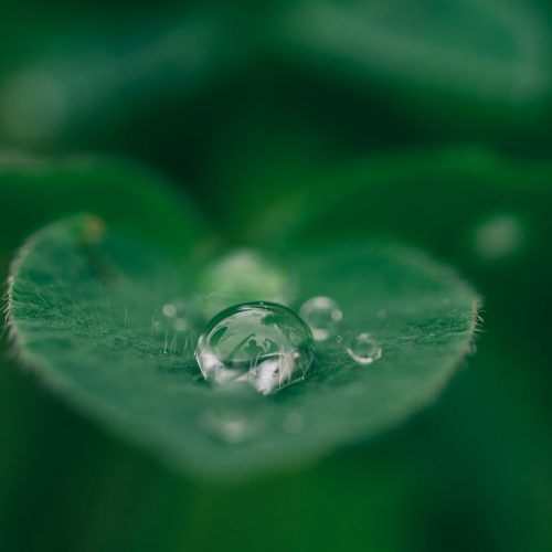 green leaf with water drops
